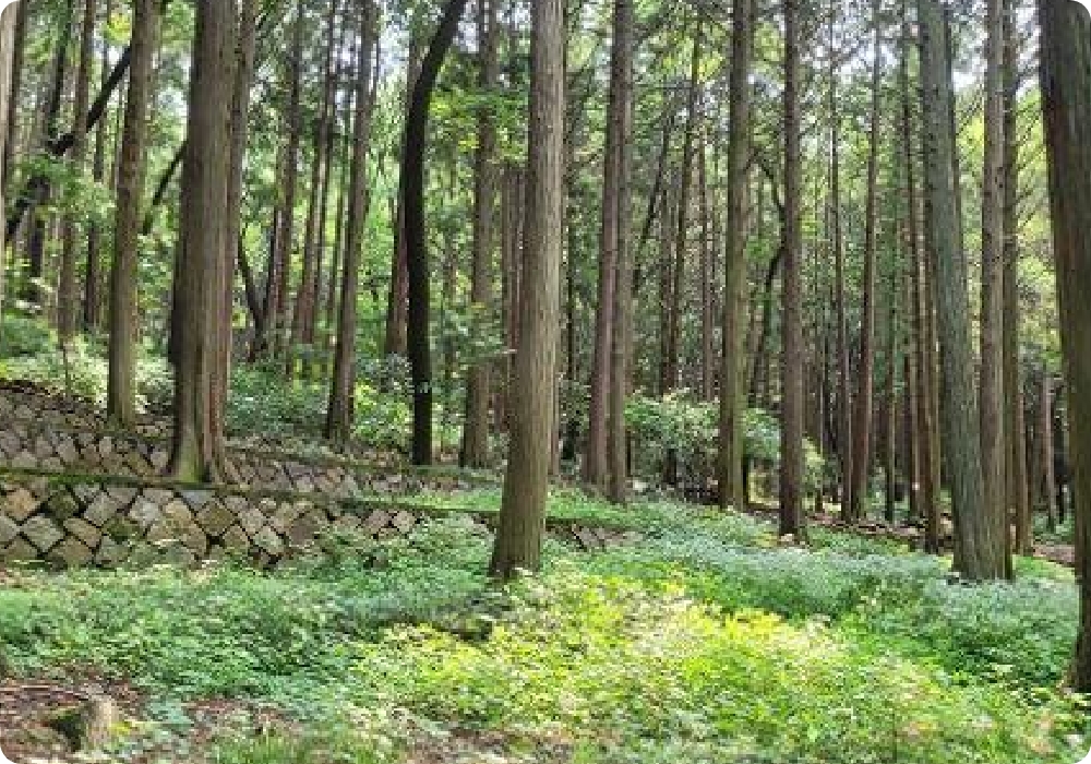 Busan Children's Grand Park Healing Forest